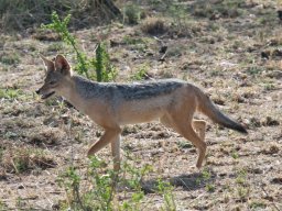 Bologonja_Seronera2009-12